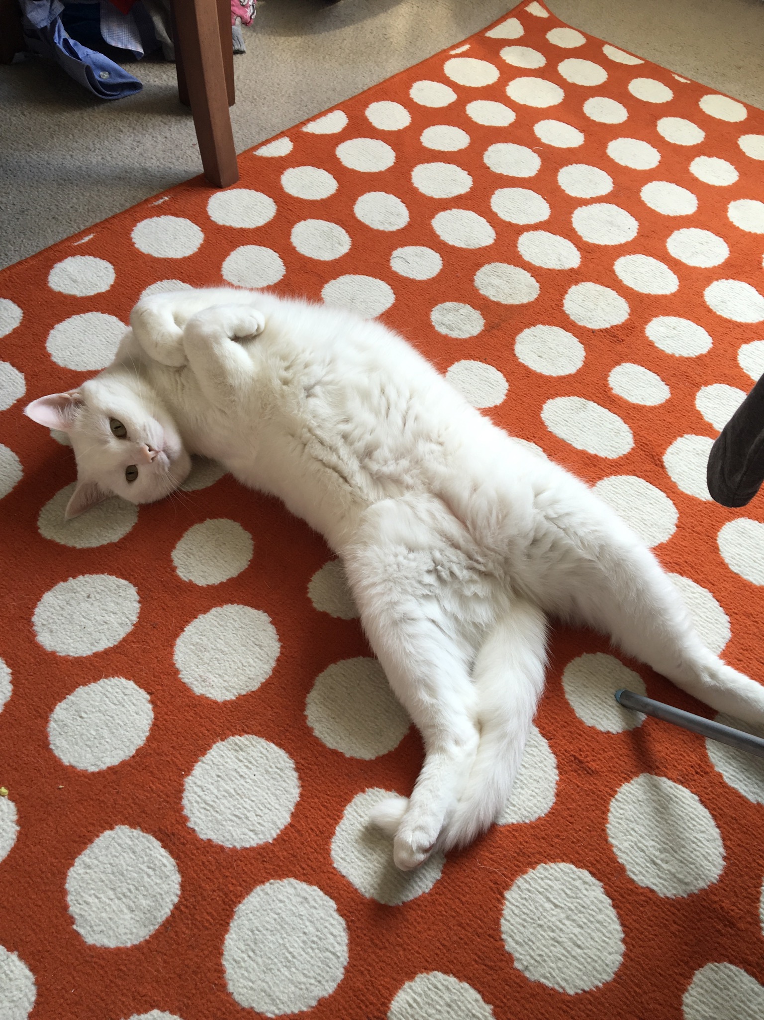 white-cat-stretching