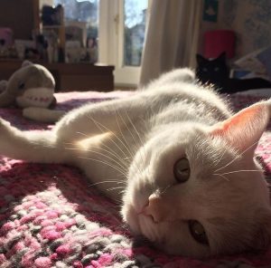 white-cat-in-the-sunshine