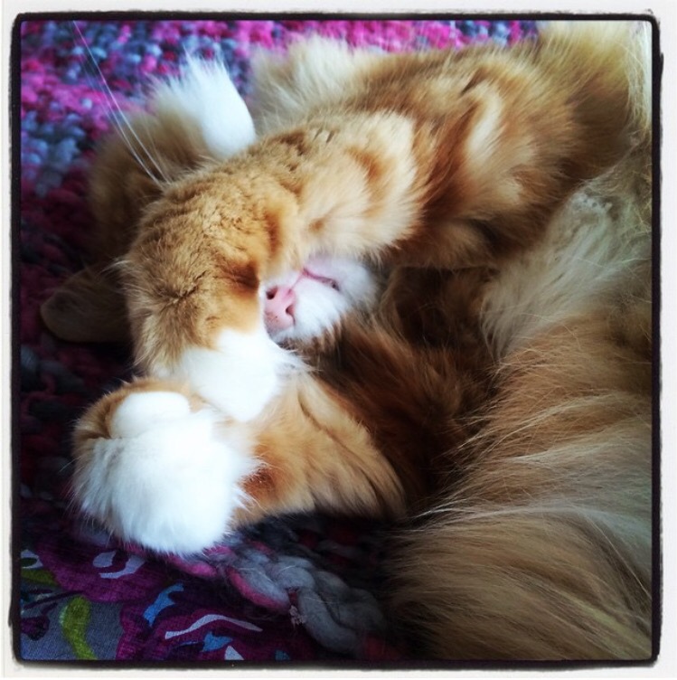 fluffy-ginger-cat