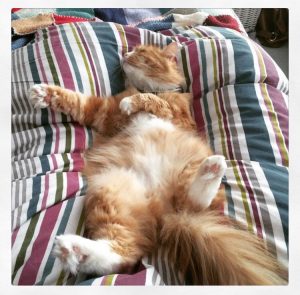 fluffy-ginger-cat-sleeping-on-back