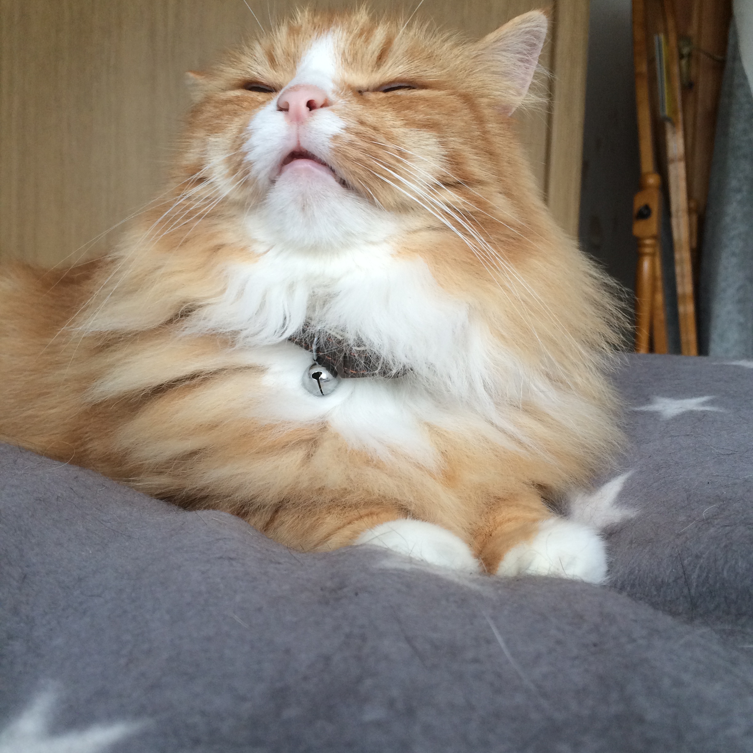 ginger-cat-sniffing