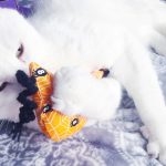 cat with catnip toy from Mypurrfectgiftbox