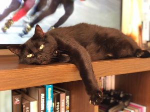 black-cat-lying-down