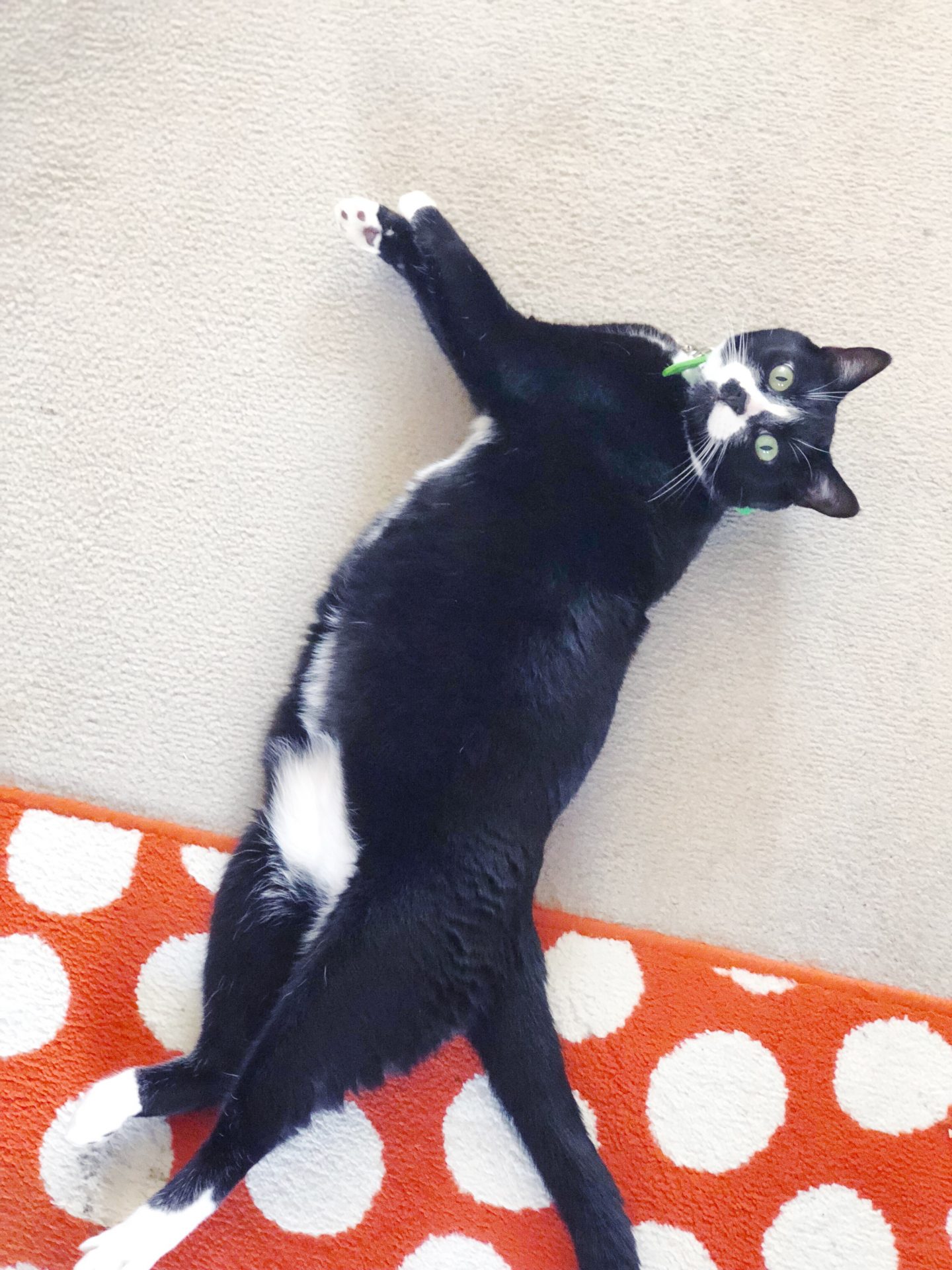 black-and-white-stretched-cat