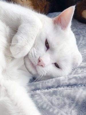 white-cat-close-up